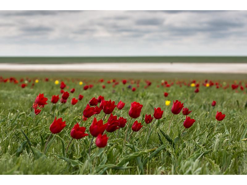 Весенняя магия Калмыкии (4 дня)