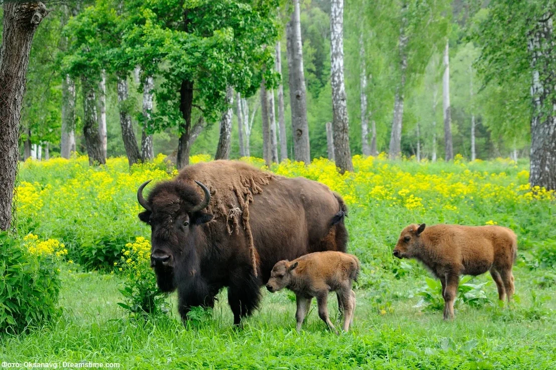 В гости к страусам и зубрам