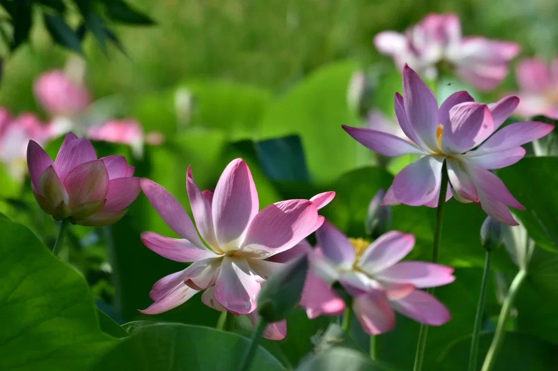 Астраханский колорит. Цветущие лотосы (4 дня)